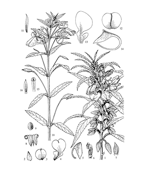 Natural compounds from  Impatiens balsamina